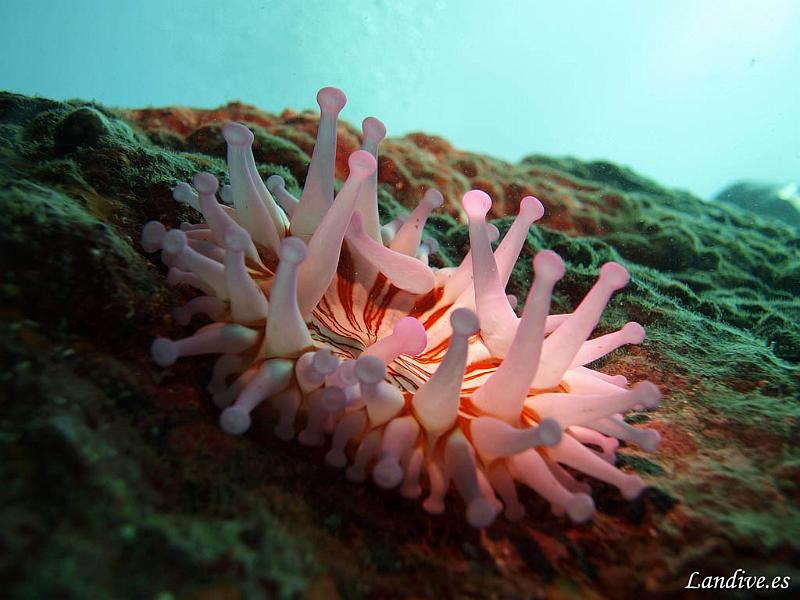 Anemona gigante ( telmatactis cricoide ).jpg - OLYMPUS DIGITAL CAMERA